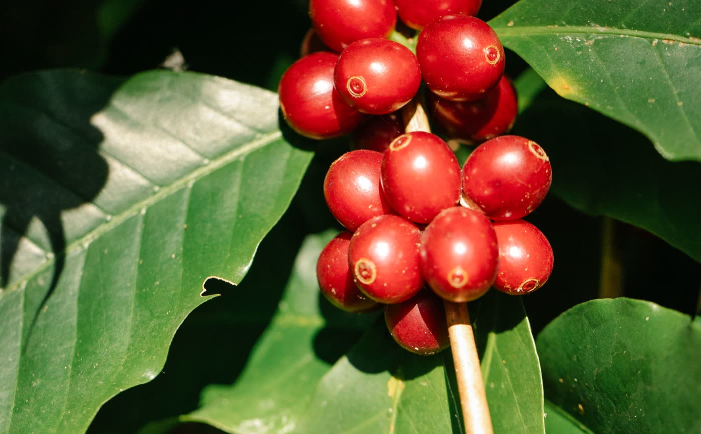 Cerejas de café maduras e vermelhas num galho, entre folhas verdes ao sol
