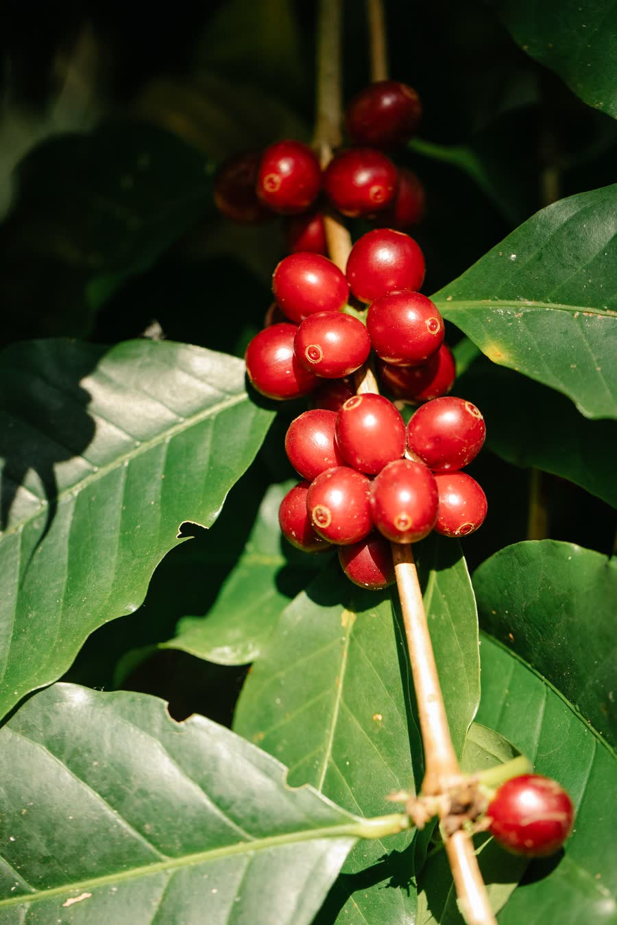 Ramo de café Arábica com cerejas maduras entre folhas largas