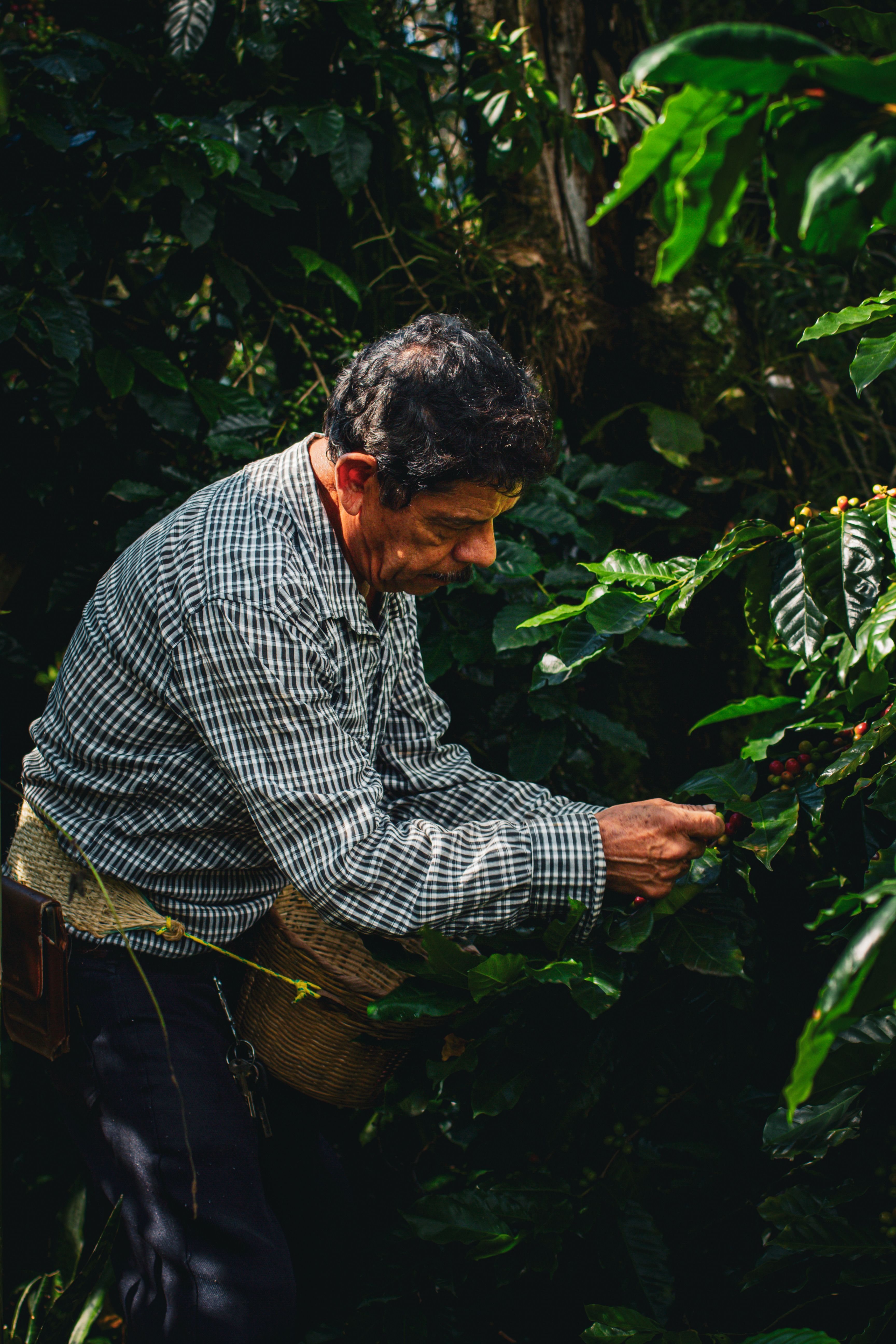Produtor colhendo cerejas de café maduras direto do galho, com balde cheio de frutos